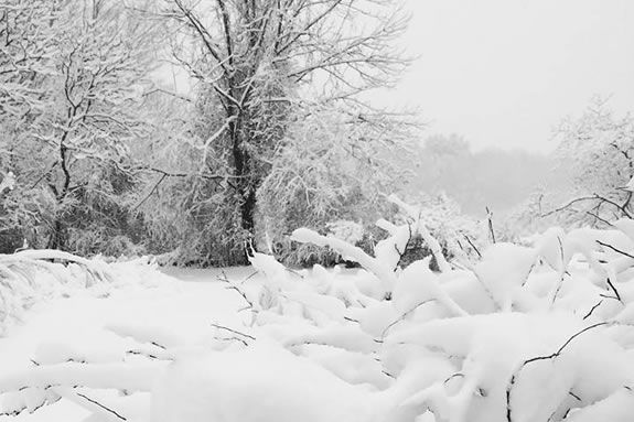 A snowy Winter day at Ipswich River Wildlife Sanctuary