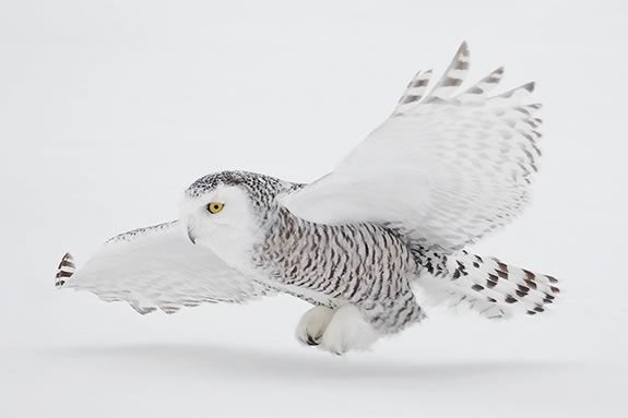 Join the Trustees of Reservations at  the Crane Wildlife Refuge in Ipswich Massachusetts in search of the Snowy Owl! 