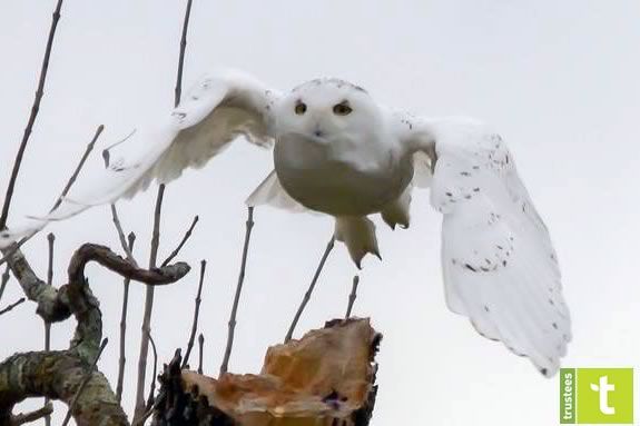 Join the Trustees of Reservations at dlife Refuge in Ipswich Massachusetts in search of the Snowy Owl! 