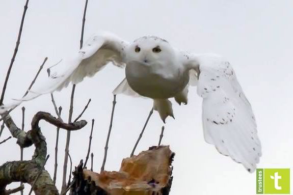 Snowy owls are just one of the surpises that you might find on the trails of the Crane Wildlife Refuge in Winter!