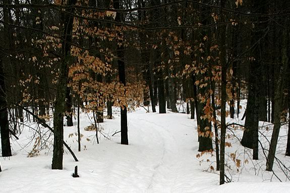 This February Vacation week come join us for a week full of winter woodland family fun at Ravenswood Park and the Cape Ann Discovery Center.