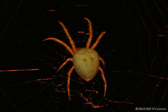 In Today's Nature Adventures at IRWS we'll read Are you a Spider? by Judy Allen