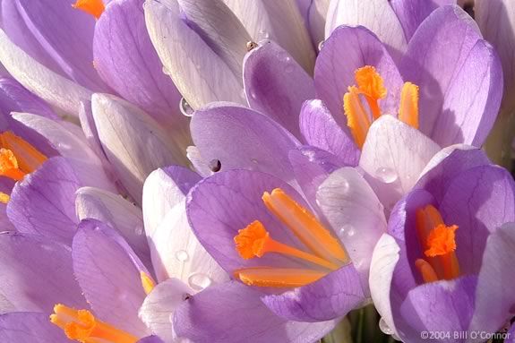 Spring Crocuses are a wonderful goodbye to Winter! 