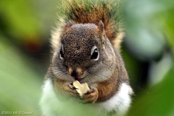 Learn about the animals that live in your back yard with Mass Audubon at the Ipswich River Wildlife Sanctuary