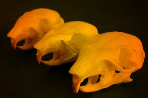 Exskullent Adventures explores what animals can eat based on the elements of their skeletal remains and skulls. Exskullent Adventures explores what animals can eat based on the elements of the