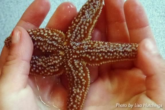 Come discover the wonder of the creatures we find at the beach at Mass Audubon's Joppa Flats Education! Come discover the wonder of the creatures we find at the beach at Joppa Flats!