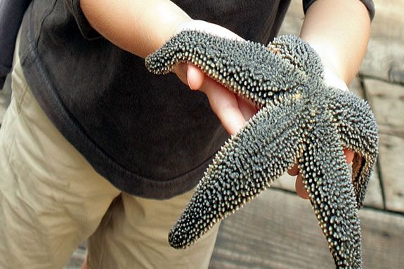 Kids get a hands-on introduction to the marine sciences inthe Sea tots program!