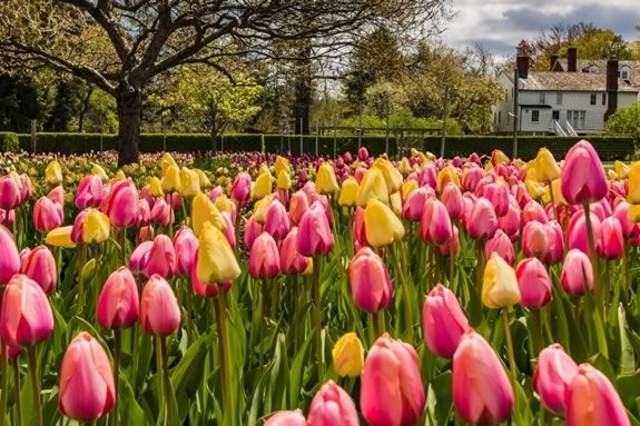 Spring Bloom Fest at the Trustees Stevens Coolidge Estate in North Andover! Spring Bloom Fest at the Trustees Stevens Coolidge Estate in North Andover!