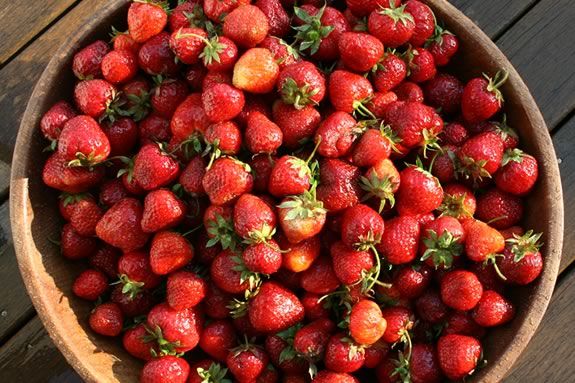 Come to Appleton Farms in Ipswich for this strawberry culinary workshop! Photo ©Bill O'Connor