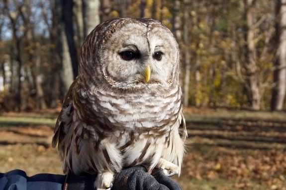 Tailwinds Raptor Education will present Raptors Rule at the Newburyport Public Library in Massachusetts Tailwinds Raptor Education will present Raptors Rule at the Newburyport Public Library in Massachusetts