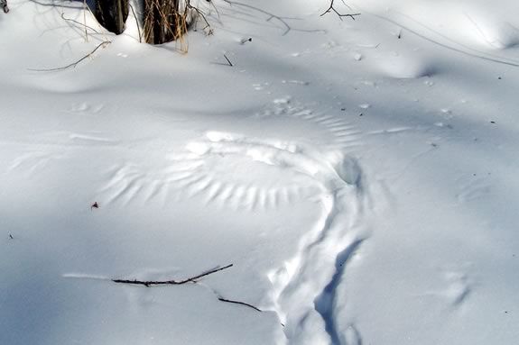 Kids will learn about tracks and signs at Ipswich River Wildlife Sanctuary in Topsfield Massachusetts!