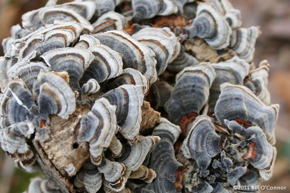 Find out everything about fungus and become a fungus detective at Ipswich River Wildlife Sanctuary! Find out everything about fungus and become a fungus detective at IRWS!