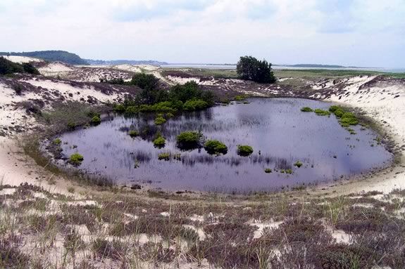 Explore the vernal habitats of the Crane Wildlife Refuge with the Trustees of Reservations at night. Explore the vernal habitats of the Crane Wildlife Refuge with the Trustees at Ni
