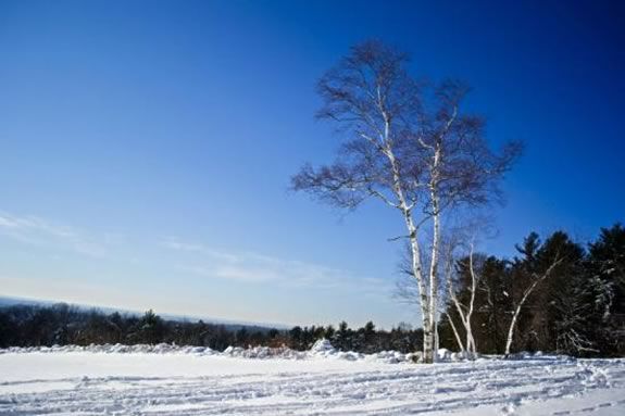 Enjoy a First Day Hike at the Trustees of Reservations' Ward Reservation in Andover!