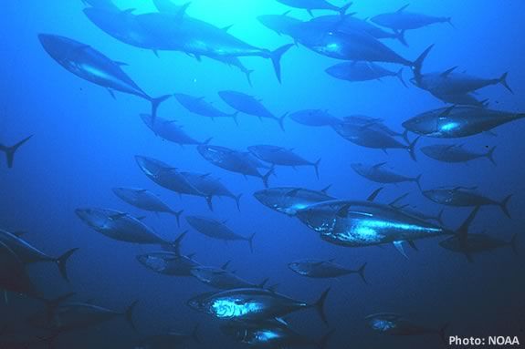 Is your Tuna farmed or wild and what's the difference? Find out about sustainable fisheries and where the seafood that end up on the dinner table comes from at Joppa Flats Education Center! Is your Tuna farmed or wild and what's the difference? Find out at Joppa Flats!