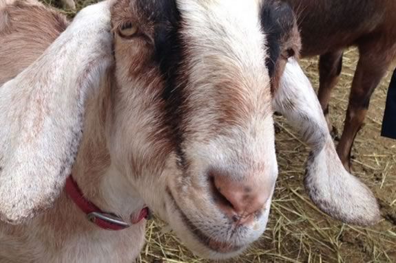 Tour Valley View Farm's goat cheese operation as part of Essex Heritage's Trails and Sails in Topsfield Massachusetts! Tour Valley View Farm's goat cheese operation as part of Essex Heritage's Trails and Sails in Topsfield Massachusetts!