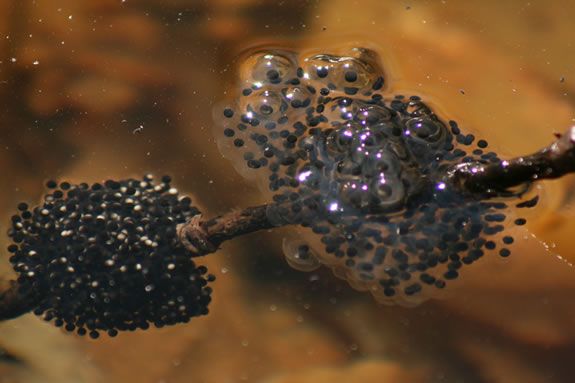 Amphibian eggs are just part of the natural wonders found in vernal pools. Amphibian eggs are just part of the natural wonders found in vernal pools.
