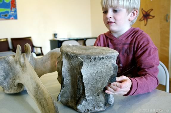 Kids will get up close and personal with fish skeletons at Martime Gloucester