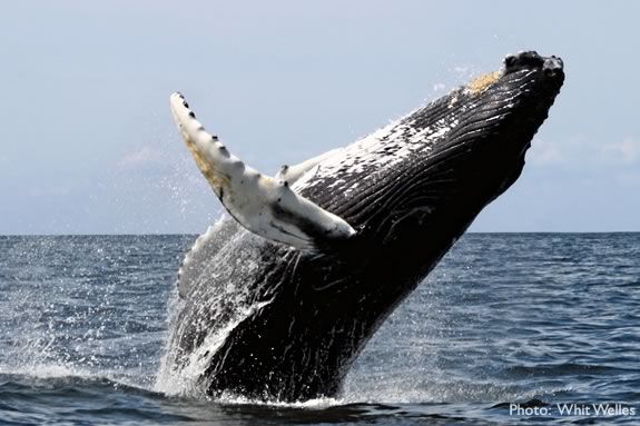 A whale breaches on Stellwagen Bank off of the coast of Massachusetts. 