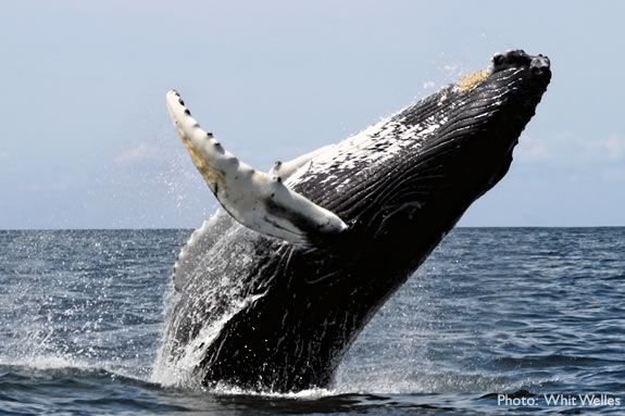  Kids will learn about whales at the Parker River National Wildlife Refuge in Newburyport. 