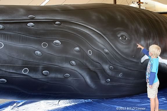 Kids will learn about whales from the inside out at this interactive hands-on experiential learning session with the Whalemobile at the Newbury Town Library! The whalemobile is coming to the Newbury Town Library!