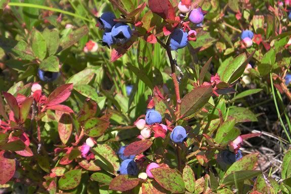Essex County Greenbelt Association hosts a wild edibles workshop for families at the Ordway Reservation in West Newbury Massachusetts! Essex County Greenbelt Association hosts a wild edibles workshop for families at the Ordway Reservation in West Newbury Massachusetts!