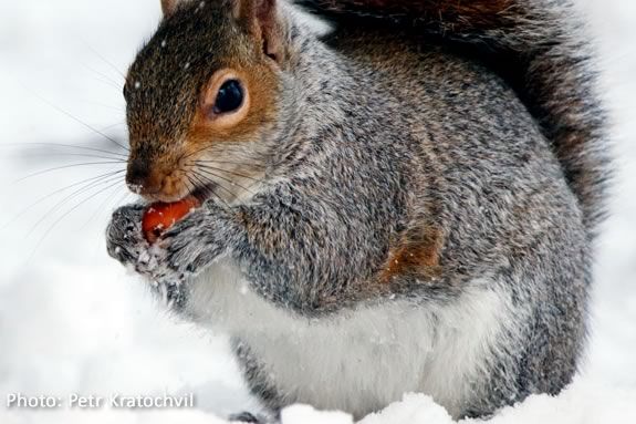 Visit Maudslay State PArk in Newburyport Massachusetts to learn about how animals prepare for the winter