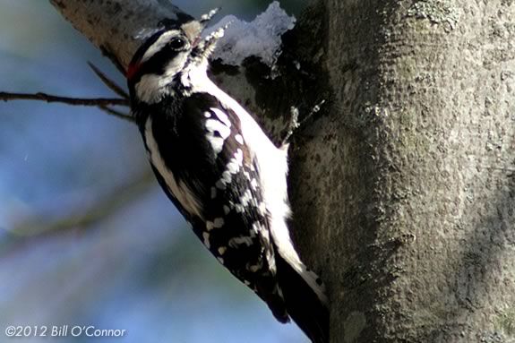 Woodpeckers winter over in Massachusetts' North Shore. 