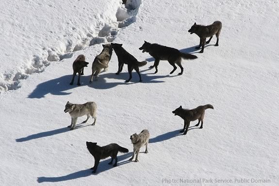 Learn about Wolves at this documentary showing at Mass Audubon Joppa Flats Education Center in Newburyport.