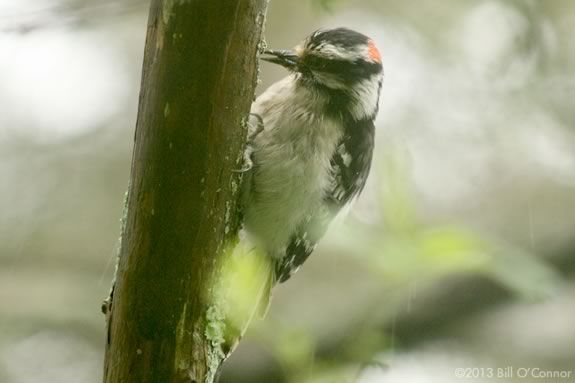 Kids will learn about the birds that live in their backyard at Joppa Flats Education Center in Newburyport Kids will learn about the birds that live in their backyard at Joppa Flats Education Center in Newburyport