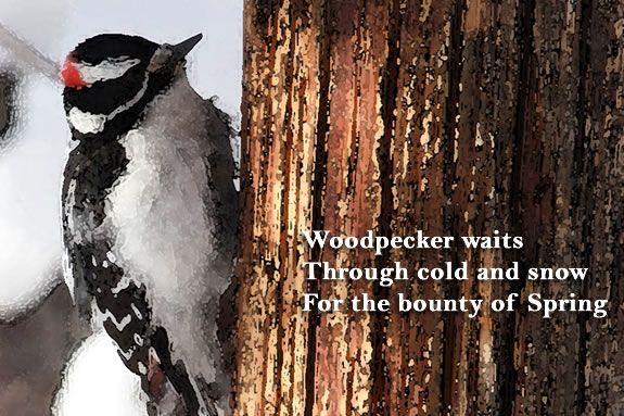 Make a seasonal watercolor haiku card after checking on the animals of the sanctuary as they hunker down for the Winter! Check on the sanctuary animals, then make a watercolor haiku card!