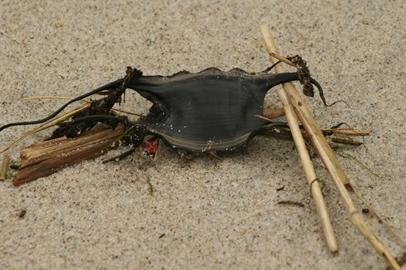 Kids ages 6-9 will explore the wrack line at the Joppa Flats Education Center in Newburyport. Explore the wrack line at the Joppa Flats Education Center in Newburyport.
