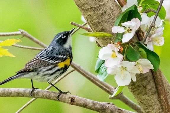 Come learn what birds are returning to the North Shore at the Ipswich River Wildlife Sanctuary! Image: Mass Audubon