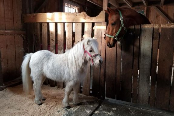 Animals at Cuvilly in Ipswich Need Our Support Animals at Cuvilly in Ipswich Need Our Support