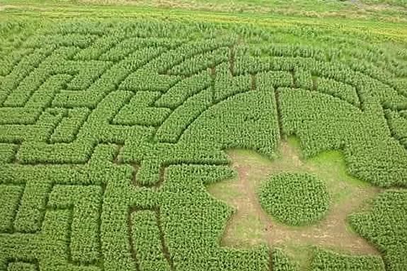 Kimball Farm Corn Maze in Haverhill, Massachusetts. 