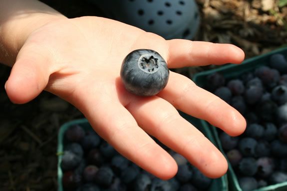 This jumbo blueberry was hand-picked at Russell Orchards in Ipswich, Massachusetts. This jumbo blueberry was picked at Russell Orchards in Ipswich, Massachusetts