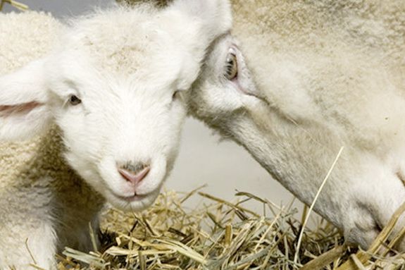 The Babies Lambs Have Arrived at Green Meadows Farm Hamilton MA The Babies Lambs Have Arrived at Green Meadows Farm Hamilton MA