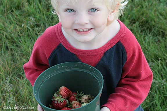 Picking Strawberries is a fun and delicious way to spend part of your day