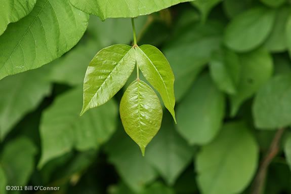 Poison Ivy has three leaves on each branch node covered in an oily residue that makes it shiny. More mature poison ivy may have a reddish hue to the leaves. In the Fall, the leaves grow berries that also turn red. "Leaves of Three, Let it Be." Poison Ivy has three leaves on each branch node. "Leaves of Three, Let it Be."