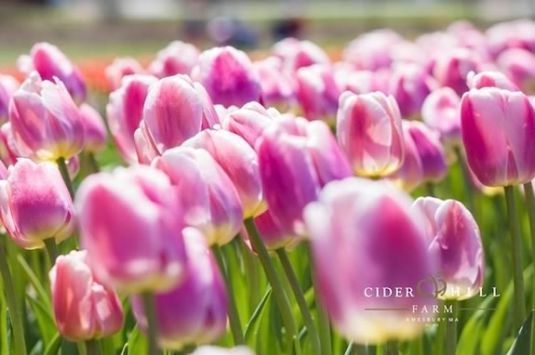 Come cut your own tulips at Cider Hill Farm in Amesbury Massachusetts