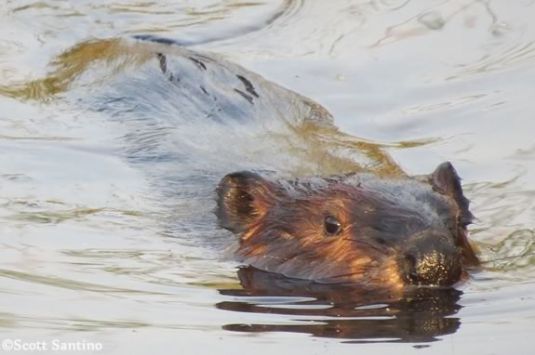 Join us as we look for elusive river mammals at Ipswich River Wildlife Sanctuary. Photo: American Beaver ©Scott Santino 