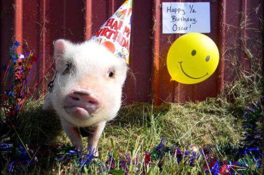 Party Pigs at North Shore Childrens Museum in Peabody MA
