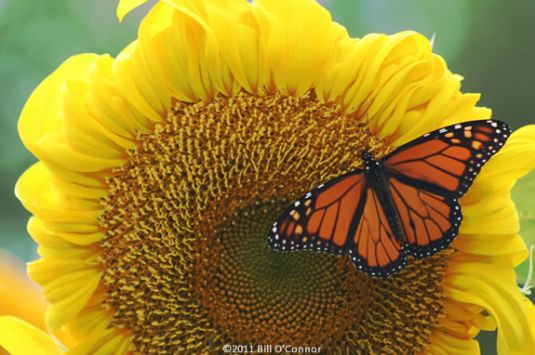 “Magnificent Monarchs” by Linda Glaser Storywalk at Maudslay State Park in Newburyport Massachusetts