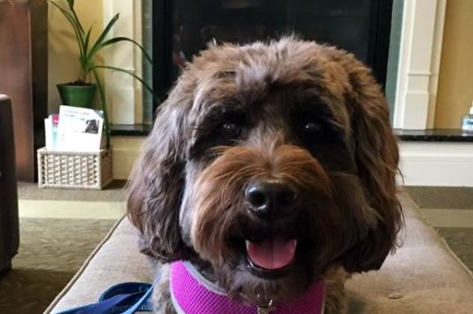 Read to Tessie a certified therapy dog at the Hamilton Wenham Public Library