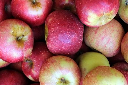 Pick your own apple orchards and places to buy fresh local apples on Massachusetts' North Shore