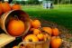 Harvest Farmer's Market at Appleton Farms in Ipswich Massachusetts. Fresh Local Fall Harvest Produce and other foods Harvest Farmer's Market at Appleton Farms in Ipswich Massachusetts. Fresh Local Fall Harvest Produce and other foods