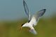 Family Open House: Caring for the Coast at Joppa Flats Education Center in Newburyport Massachusetts