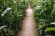 Kimball Farm corn maze in Haverhill Massachusetts