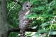 Learn about owls at Sawyer Free Library with Mass Audubon in Gloucester Massachusetts