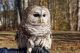 Tailwinds Raptor Education will present Raptors Rule at the Newburyport Public Library in Massachusetts